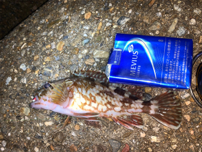 ガッシー⑤ みかんはお好き⁉︎