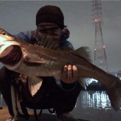 仕事帰りシーバス