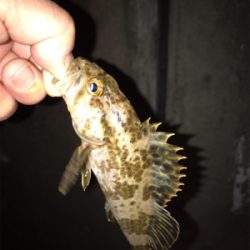 良いサイズが増えてきました