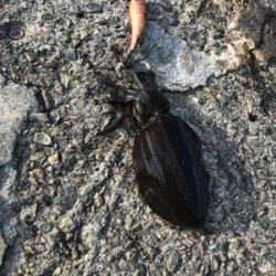 風が無いのでエギングに！