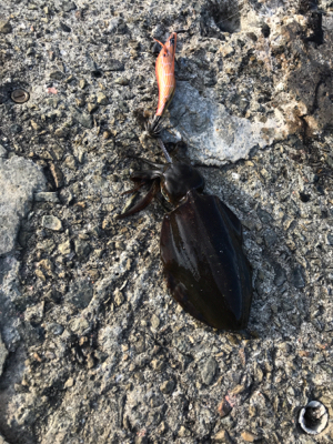 風が無いのでエギングに！