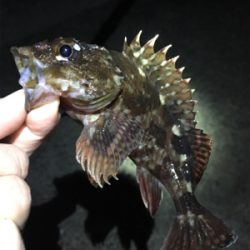 雨上がりのライトゲーム