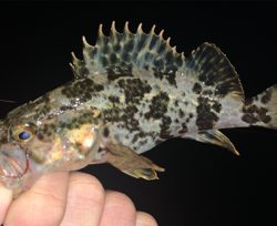 癒しのタケノコ