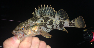 癒しのタケノコ