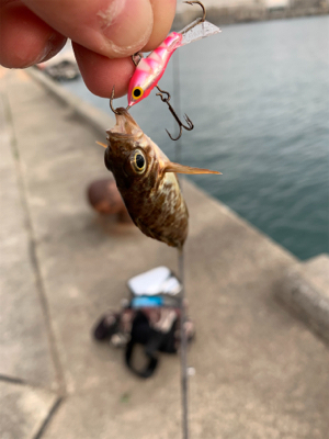 ガシラパーティー