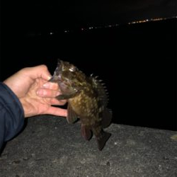 ロックフィッシュ