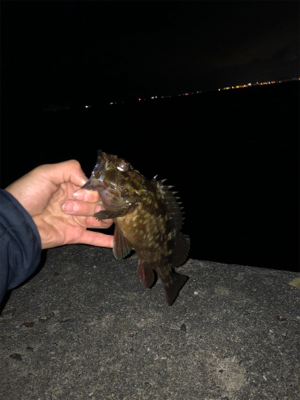 ロックフィッシュ