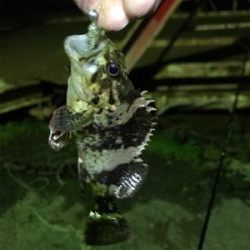 新年初のメバリング