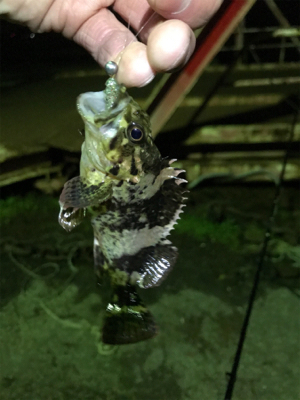 新年初のメバリング