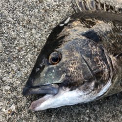 今朝のエビ撒き