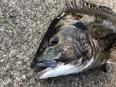 今朝のエビ撒き