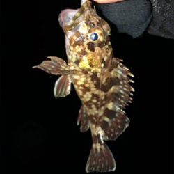 仕事帰りメバリング♫