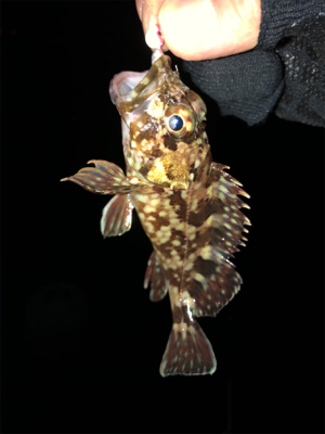 仕事帰りメバリング♫