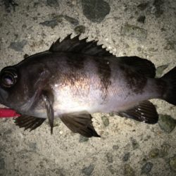 2020 ライトゲーム第4戦