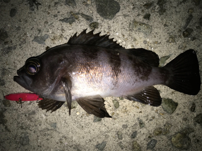 2020 ライトゲーム第4戦