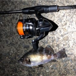 雨上がり朝マズメメバリング