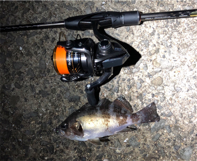 雨上がり朝マズメメバリング