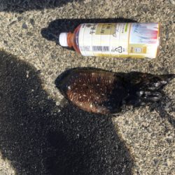 ショアでイカを釣る…