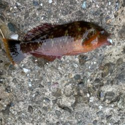 コウイカ狙いのショアティップラン！