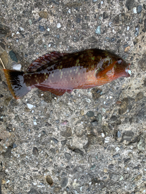 コウイカ狙いのショアティップラン！