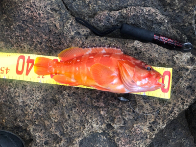 マルヒサ渡船 ウィンターロックフィッシュゲ…