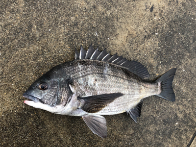 イワシの群れ活性高い