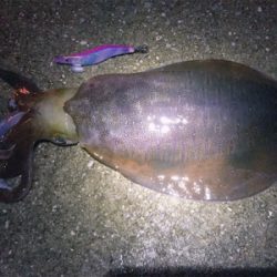 雨の中エギング