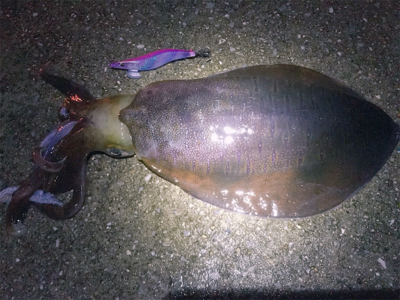 雨の中エギング