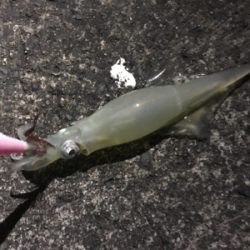 やっと、今年初イカ