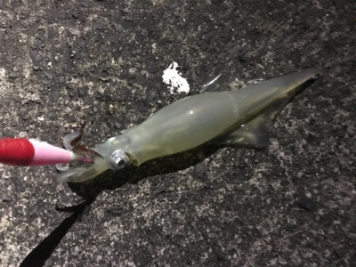 やっと、今年初イカ