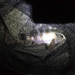 中アジは。。。