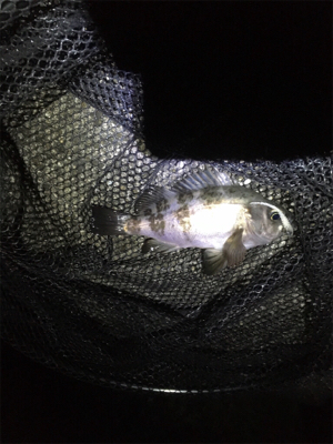 中アジは。。。