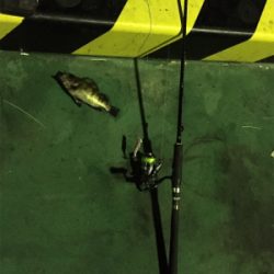 五目釣り目指して‼︎