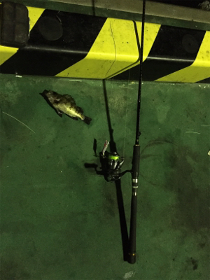 五目釣り目指して‼︎