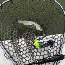 服部緑地 トラウト