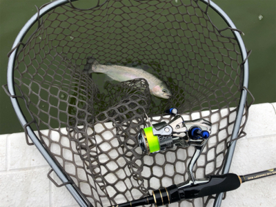 服部緑地 トラウト