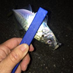 雨のライトゲーム