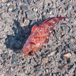 初エビ撒き釣り