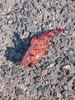 初エビ撒き釣り