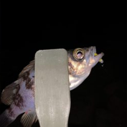 停めれないし、釣れない