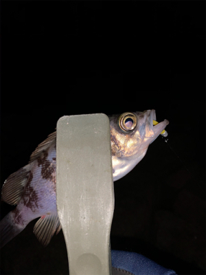 停めれないし、釣れない