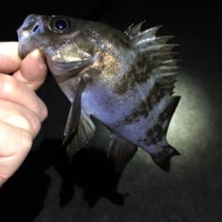 明石周辺メバリング