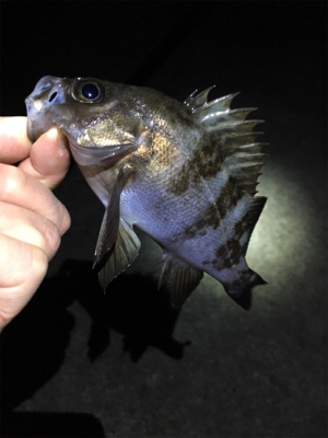 明石周辺メバリング