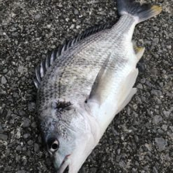 アクション大事！