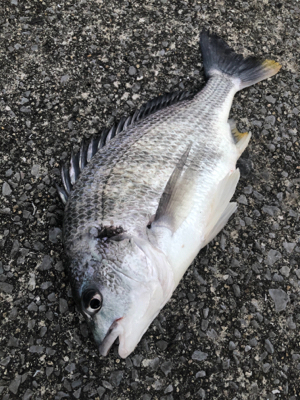 アクション大事！