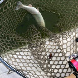 服部緑地　番組収録後で放流魚多数