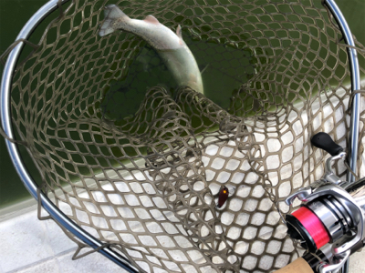 服部緑地　番組収録後で放流魚多数