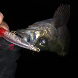 なかなかの渋さ…