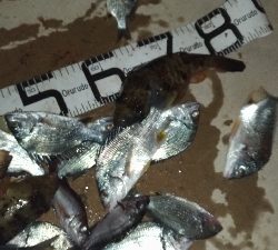 1/2釣果タチウオチヌメバル豆アジサバ