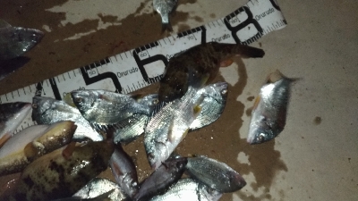 1/2釣果タチウオチヌメバル豆アジサバ